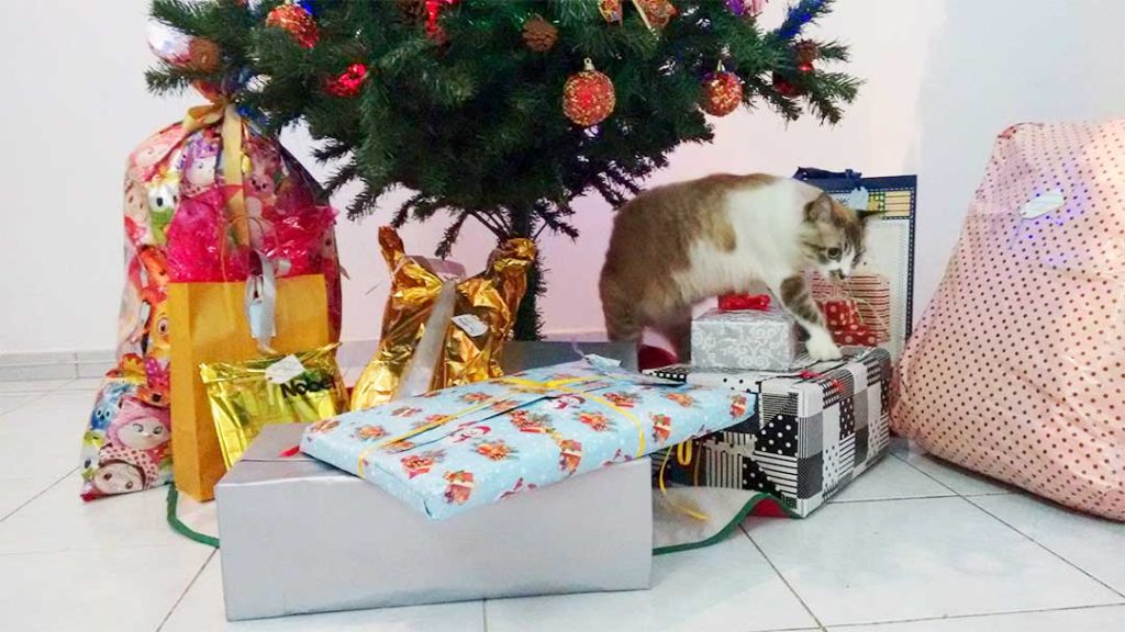 Gatinho Mágico - Surpresa de Natal